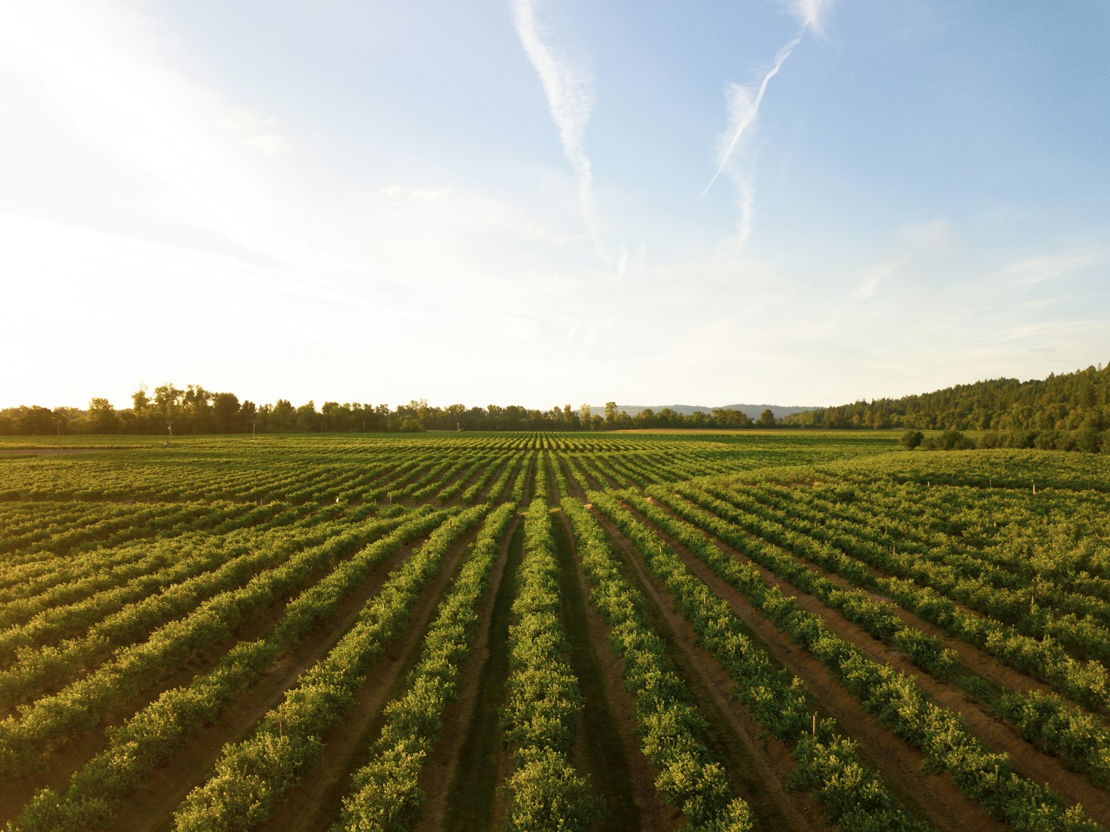 Open agricultural land under a clear Florida sky