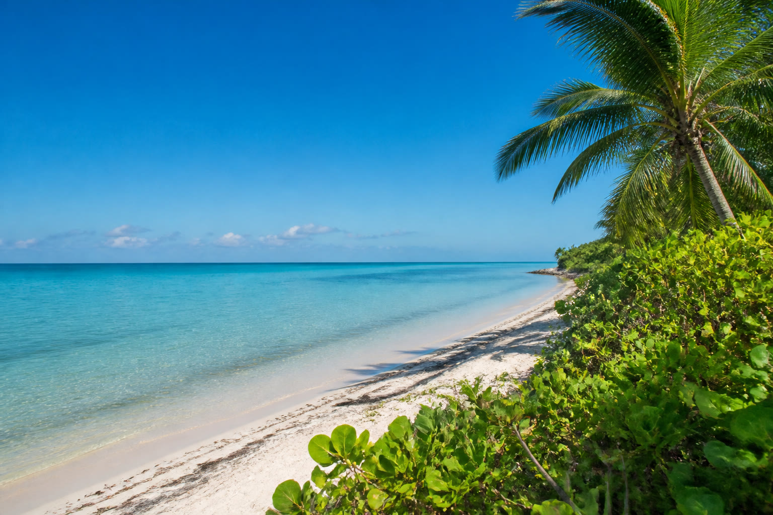 Bright South Florida shoreline with palms and clear water